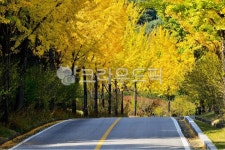 road, 도로, asphalt, 아스팔트, 국립대전현충원, 사진,이미지,일러스트,캘리그라피 - 영산공작가 크라우드픽 - 저작권 걱정 없는 상업용 이미지