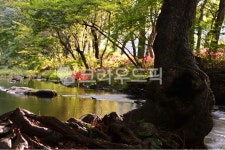 plant, 식물, tree, 나무, nature, 사진,이미지,일러스트,캘리그라피 - 영산공작가 크라우드픽 - 저작권 걱정 없는 상업용 이미지