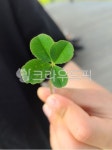 네잎크로바, fourleafclover, 행운, luck, 잎, 사진,이미지,일러스트,캘리그라피 - 디노프랭키작가 크라우드픽 - 저작권 걱정 없는 상업용... 