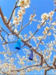 봄, 매화, 꽃, flower, spring, 사진,이미지,일러스트,캘리그라피 - squab99작가 크라우드픽 - 저작권 걱정 없는 상업용 이미지