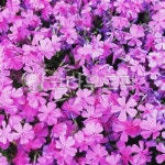 꽃, 보라, flower, purple, 꽃잎, 사진,이미지,일러스트,캘리그라피 - wjdrkf1109작가 크라우드픽 - 저작권 걱정 없는 상업용 이미지