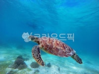 turtle, sealife, 거북이, 해양생물, 동물, 사진,이미지,일러스트,캘리그라피 - bada53작가 크라우드픽 - 저작권 걱정 없는 상업용 이미지