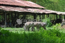 얼룩말, zebra, 야생동물, 사파리, 아프리카, 사진,이미지,일러스트,캘리그라피 - 불꽃작가 크라우드픽 - 저작권 걱정 없는 상업용 이미지