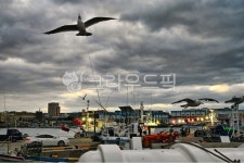 동물, bird, 새, 항구, 갈매기, 사진,이미지,일러스트,캘리그라피 - brightatwar작가 크라우드픽 - 저작권 걱정 없는 상업용 이미지