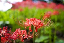 산야초, 꽃무릇, 꽃, 빨강, 매크로, 사진,이미지,일러스트,캘리그라피 - 프리맨작가 크라우드픽 - 저작권 걱정 없는 상업용 이미지