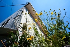 노랑꽃, 파란하늘, 하얀집, 하얀건물, 청량 사진, 이미지 - 가을눈작가 가장 한국적인 스톡 사진 - 크라우드픽