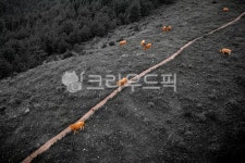 자연, 목장, 농장, 가축, cow, 사진,이미지,일러스트,캘리그라피 - Jay작가 크라우드픽 - 저작권 걱정 없는 상업용 이미지