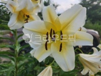 백합, 흰색, 잎, 꽃, 여름, 사진,이미지,일러스트,캘리그라피 - 스잔뒤작가 크라우드픽 - 저작권 걱정 없는 상업용 이미지