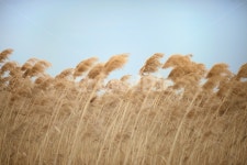 plant, 갈대, 수크령, 바람, 바람소리, 사진,이미지,일러스트,캘리그라피 - liferounder작가 크라우드픽 - 저작권 걱정 없는 상업용 이미지