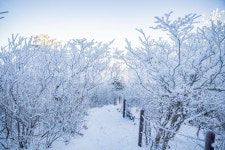 태백산, 상고대, 겨울, 눈꽃, 겨울풍경, 사진,이미지,일러스트,캘리그라피 - Ndakidang12작가 크라우드픽 - 저작권 걱정 없는 상업용 이미지