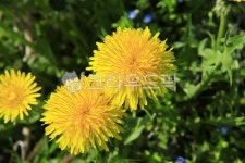 민들레, 꽃, 봄꽃, 불다, 노란꽃, 사진,이미지,일러스트,캘리그라피 - 헬로짱작가 크라우드픽 - 저작권 걱정 없는 상업용 이미지