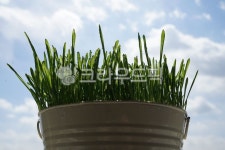 새싹보리, 보리싹, 영양, 건강, 초록, 사진,이미지,일러스트,캘리그라피 - Life100작가 크라우드픽 - 저작권 걱정 없는 상업용 이미지