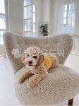 furniture, 가구, pet, 말티푸, 개, 사진,이미지,일러스트,캘리그라피 - applike작가 크라우드픽 - 저작권 걱정 없는 상업용 이미지
