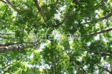 식물, plant, 초목, tree, 나무, 사진,이미지,일러스트,캘리그라피 - benjamin작가 크라우드픽 - 저작권 걱정 없는 상업용 이미지