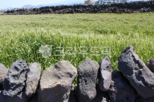 돌, 돌담, 제주돌, 제주돌담, 제주밭담, 사진,이미지,일러스트,캘리그라피 - 쁘띠프린세스작가 크라우드픽 - 저작권 걱정 없는 상업용 이미지