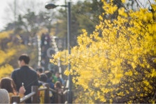 봄, 개나리, 꽃, 봄꽃, 식물, 사진,이미지,일러스트,캘리그라피 - 모모작가 크라우드픽 - 저작권 걱정 없는 상업용 이미지