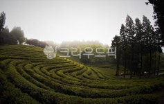 녹차밭, 보성, 안개, 나무, 하늘, 사진,이미지,일러스트,캘리그라피 - 몽상가작가 크라우드픽 - 저작권 걱정 없는 상업용 이미지