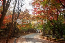 보문산, 사정공원, 단풍, 가을, 산책로, 사진,이미지,일러스트,캘리그라피 - leekom작가 크라우드픽 - 저작권 걱정 없는 상업용 이미지