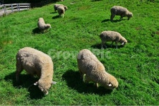 대관령, 양떼목장, 대관령양떼목장, grassland, 목초지, 사진,이미지,일러스트,캘리그라피 - 영산공작가 크라우드픽 - 저작권 걱정 없는 상업용... 