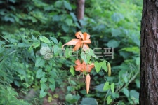 leaf, 잎, 꽃, flower, 개화, 사진,이미지,일러스트,캘리그라피 - Sean41작가 크라우드픽 - 저작권 걱정 없는 상업용 이미지