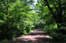 제주도, 한라산둘레길, 사려니숲길, 16km, 신록, 사진,이미지,일러스트,캘리그라피 - 자연사랑작가 크라우드픽 - 저작권 걱정 없는 상업용 이미지