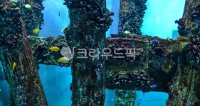 물, 물속, 아쿠아리움, 수족관, 실내, 사진,이미지,일러스트,캘리그라피 - fm규니작가 크라우드픽 - 저작권 걱정 없는 상업용 이미지