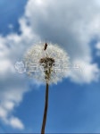 민들레, 홀씨, 하늘, 민들레홀씨, 씨앗, 사진,이미지,일러스트,캘리그라피 - 연이랑작가 크라우드픽 - 저작권 걱정 없는 상업용 이미지