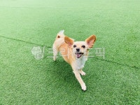 dog, mixdog, 강아지, 댕댕이, 웃는개, 사진,이미지,일러스트,캘리그라피 - 둥똘댕작가 크라우드픽 - 저작권 걱정 없는 상업용 이미지