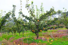 배, 과수원, plant, 식물, 배나무, 사진,이미지,일러스트,캘리그라피 - 야금야금작가 크라우드픽 - 저작권 걱정 없는 상업용 이미지