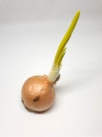 양파, 다마네기, 채소, 야채, vegetable, 사진,이미지,일러스트,캘리그라피 - 드래곤볼작가 크라우드픽 - 저작권 걱정 없는 상업용 이미지