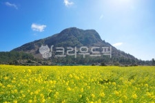 제주도, 산방산, 유채꽃, 서귀포, 봄, 사진,이미지,일러스트,캘리그라피 - Myeong PD작가 크라우드픽 - 저작권 걱정 없는 상업용 이미지