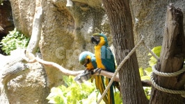 앵무새, 동물원, animal, 동물, 새, 사진,이미지,일러스트,캘리그라피 - Nrtleo작가 크라우드픽 - 저작권 걱정 없는 상업용 이미지