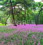 경주황성공원, 보라색식물, 맥문동, liriopemuscari, 공원, 사진,이미지,일러스트,캘리그라피 - 꿈이 작가될래작가 크라우드픽 - 저작권 걱정... 