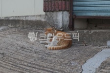 길고양이, 길냥이, 고양이, 동물, 마을냥이, 사진,이미지,일러스트,캘리그라피 - 히리미작가 크라우드픽 - 저작권 걱정 없는 상업용 이미지