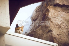 고양이, 길냥이, 길고양이, 야옹이, 냥이, 사진,이미지,일러스트,캘리그라피 - heyoka작가 크라우드픽 - 저작권 걱정 없는 상업용 이미지
