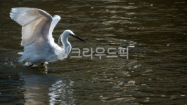 백로, egret, heron, 물새, waterfowl, 사진,이미지,일러스트,캘리그라피 - 서은작가 크라우드픽 - 저작권 걱정 없는 상업용 이미지