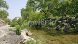 청계천풍경, 도심청계천, 종각청계천, 청계천길, 나무바위, 사진,이미지,일러스트,캘리그라피 - 박이음작가 크라우드픽 - 저작권 걱정 없는 상업용... 