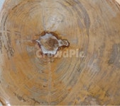나무화석, petrifiedwood, 화석, 규화목, 석화목, 사진,이미지,일러스트,캘리그라피 - 제이가온작가 크라우드픽 - 저작권 걱정 없는 상업용... 