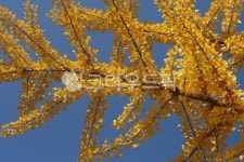 은행나무, 은행잎, ginkotree, tree, 나무, 사진,이미지,일러스트,캘리그라피 - 에코작가 크라우드픽 - 저작권 걱정 없는 상업용 이미지