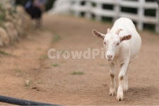 염소, 동물, 목장, 가축, 고트, 사진,이미지,일러스트,캘리그라피 - Uk2작가 크라우드픽 - 저작권 걱정 없는 상업용 이미지