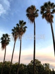 summer, 여름, tree, 나무, plant, 사진,이미지,일러스트,캘리그라피 - 사공오팬트리작가 크라우드픽 - 저작권 걱정 없는 상업용 이미지