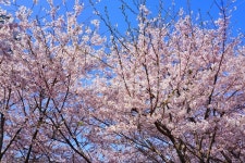 plant, 식물, blossom, 꽃, flower, 사진,이미지,일러스트,캘리그라피 - 늘늘늘작가 크라우드픽 - 저작권 걱정 없는 상업용 이미지