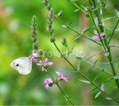 나비, 꽃, 자연, 식물, 곤충, 사진,이미지,일러스트,캘리그라피 - 한없는기쁨작가 크라우드픽 - 저작권 걱정 없는 상업용 이미지