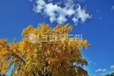 은행나무, 가을, 계절, 노란색, 푸른하늘, 사진,이미지,일러스트,캘리그라피 - Deep bLUE작가 크라우드픽 - 저작권 걱정 없는 상업용 이미지