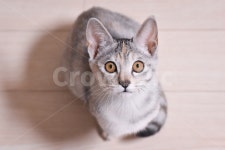 고양이, 반려동물, 냥이, 냥, 유기묘, 사진,이미지,일러스트,캘리그라피 - 양작가작가 크라우드픽 - 저작권 걱정 없는 상업용 이미지