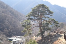 지리산, 뱀사골, 천년송, 명품소나무, 와운리, 사진,이미지,일러스트,캘리그라피 - jangja작가 크라우드픽 - 저작권 걱정 없는 상업용 이미지