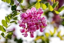 야외, 옥외, 꽃, 봄꽃, 아카시아꽃, 사진,이미지,일러스트,캘리그라피 - 할수있어작가 크라우드픽 - 저작권 걱정 없는 상업용 이미지