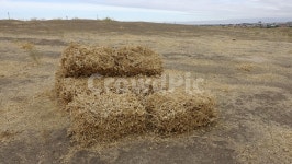 건초, 여물, grass, 마른풀, yellow, 사진,이미지,일러스트,캘리그라피 - LIA작가 크라우드픽 - 저작권 걱정 없는 상업용 이미지