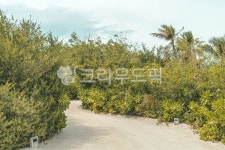 vegetation, 초목, plant, 식물, tree, 사진,이미지,일러스트,캘리그라피 - fobidlim작가 크라우드픽 - 저작권 걱정 없는 상업용 이미지