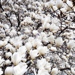 목련, 하얀꽃, 봄, 꽃, 목련화, 사진,이미지,일러스트,캘리그라피 - ChrisJeon작가 크라우드픽 - 저작권 걱정 없는 상업용 이미지